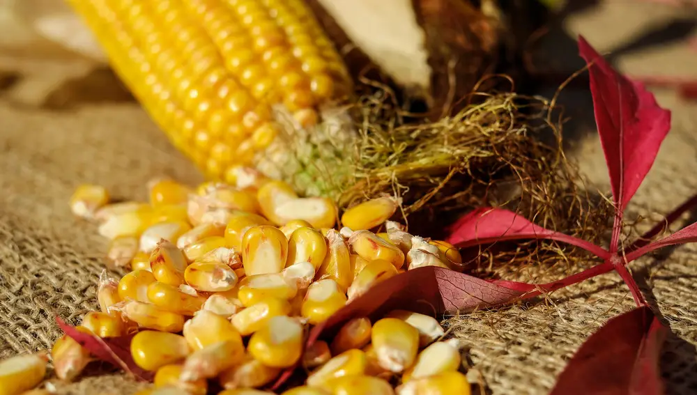 El maíz, de los vegetales que más engordan