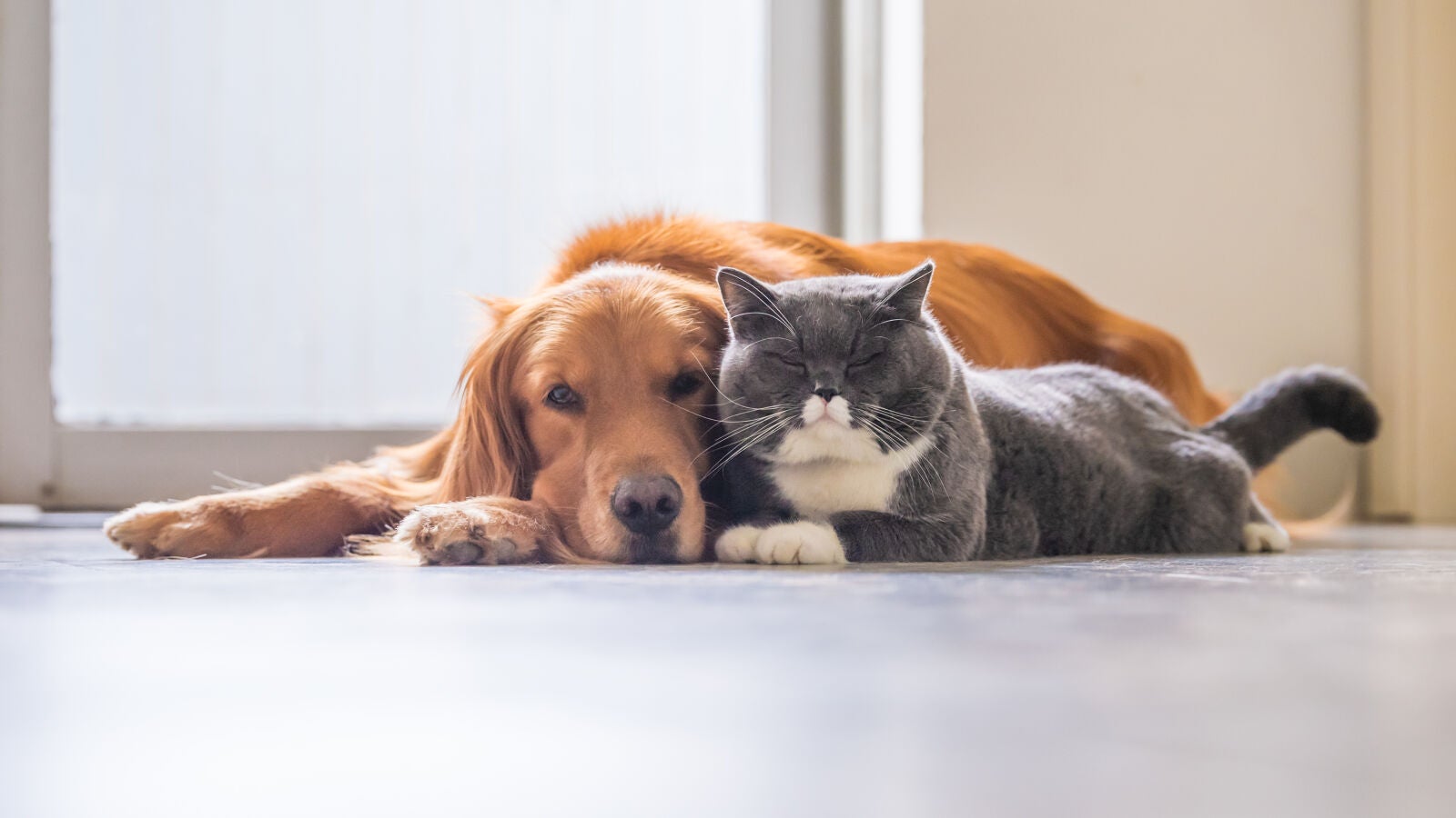A 9 de cada 10 españoles su perro o gato le ayuda a reducir el estrés y superar los momentos difíciles