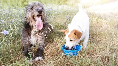 Llega el calor: estos son los peligros veraniegos para nuestros perros Llega el calor: estos son los peligros veraniegos para nuestros perros