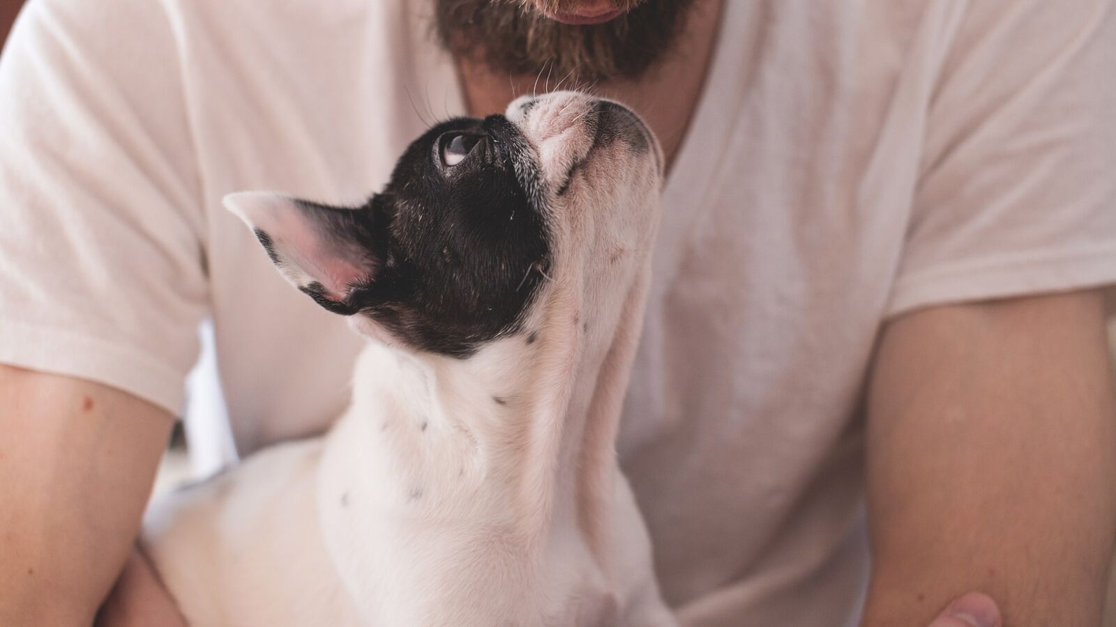 Los perros podrían ser transmisores de la salmonella según una investigación