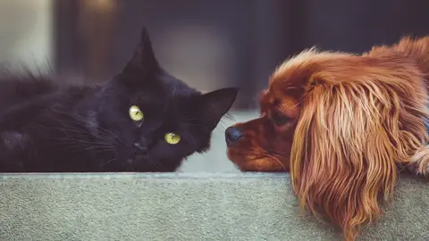 Un gato y un perro Un gato y un perro