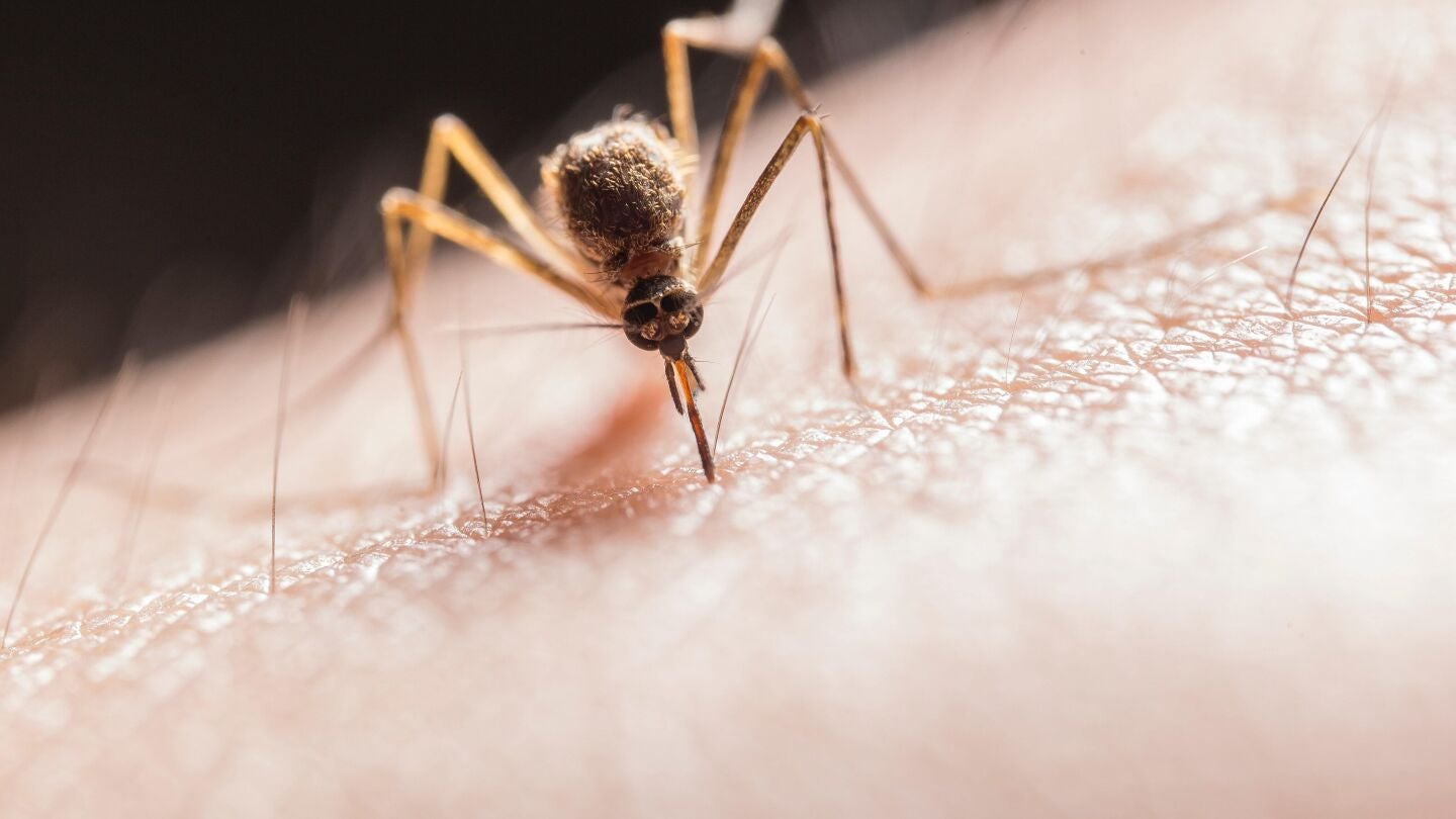 Mosquito picando