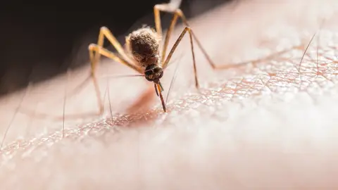 Mosquito picando Mosquito picando