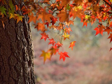 Otoño