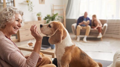 Los nuevos requisitos para tener un perro: un seguro y cursillo gratuito