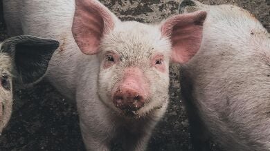 Los trasplantes de riñón de cerdo más cerca: logran una supervivencia de dos años