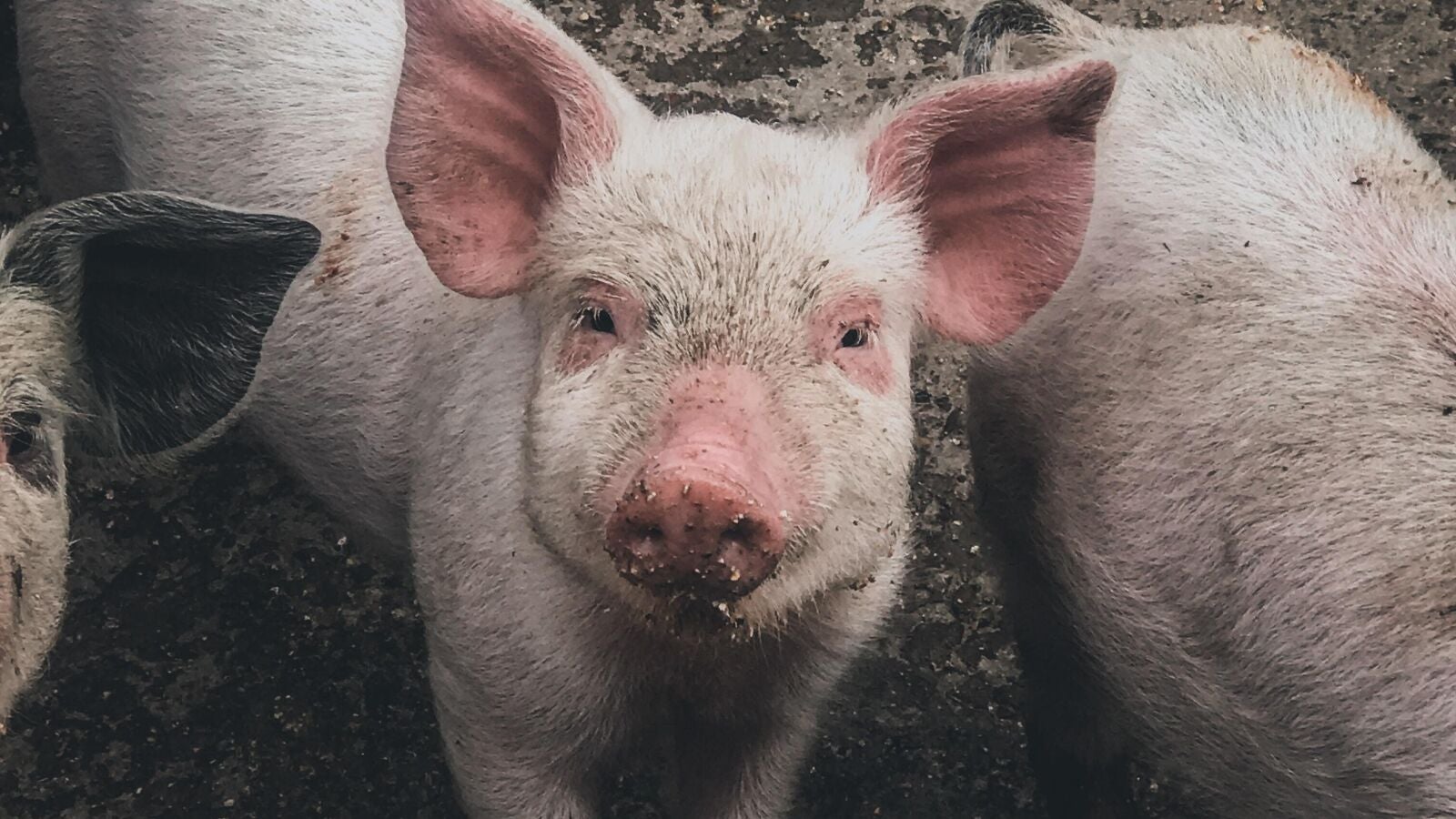 Los trasplantes de riñón de cerdo más cerca: logran una supervivencia de dos años
