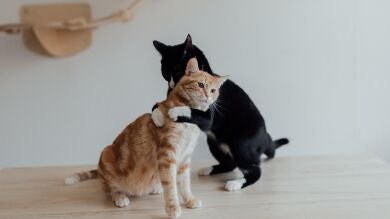 ¿Tengo que esterilizar obligatoriamente a mi gato? Esto lo que dice la nueva Ley de Bienestar Animal