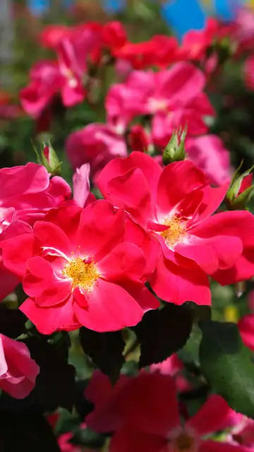 Uno de los ejemplares de la rosa de la variedad 'Castell d ´Alaquás" Uno de los ejemplares de la rosa de la variedad 'Castell d ´Alaquás"