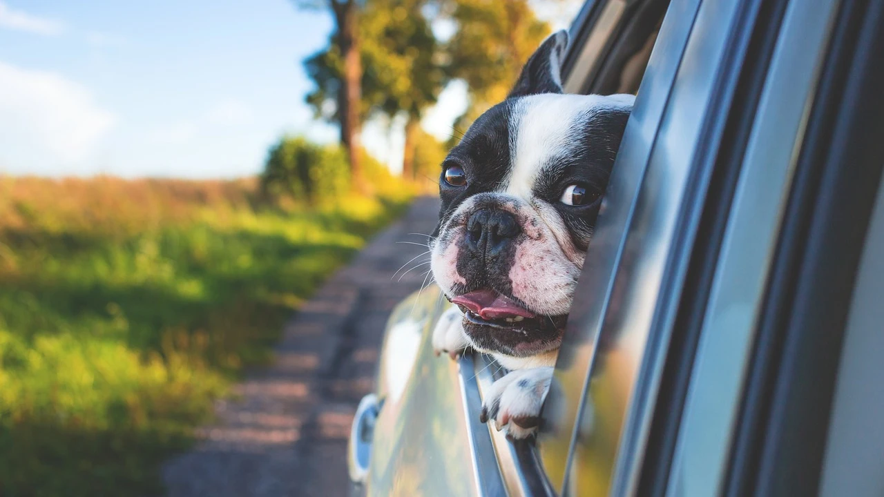 Perro en el coche 