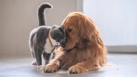 Perro y gato Perro y gato