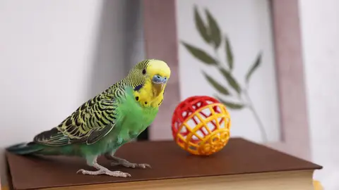 Periquito Periquito