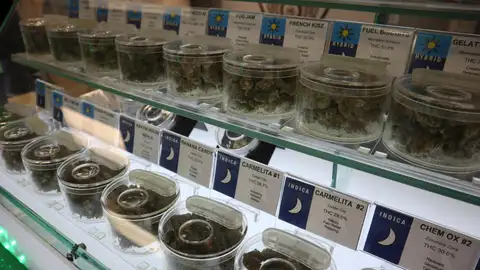 Distintas variedades de marihuana Distintas variedades de marihuana