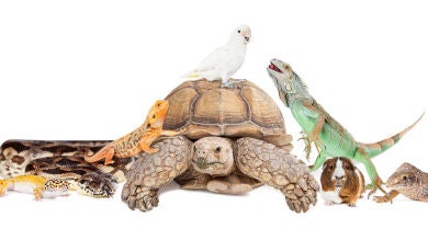 ¿Qué pasa si tengo mascotas no permitidas en mi casa tras la entrada en vigor de Ley de bienestar animal? 