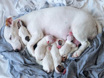 Cachorros de perro recién nacidos con su madre