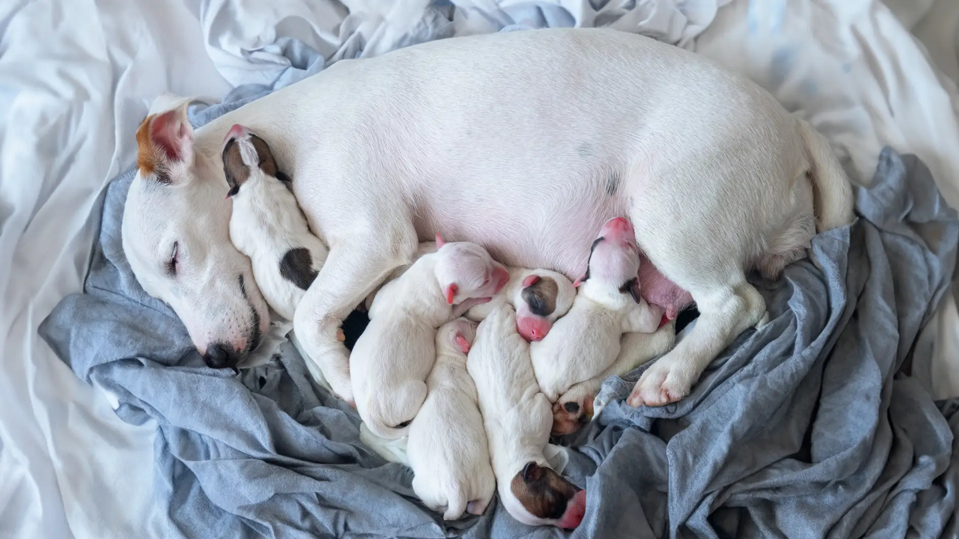 Cachorros de perro recién nacidos con su madre