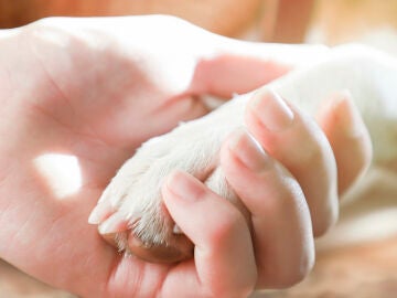 Una mano de mujer sujeta la pata de un perro