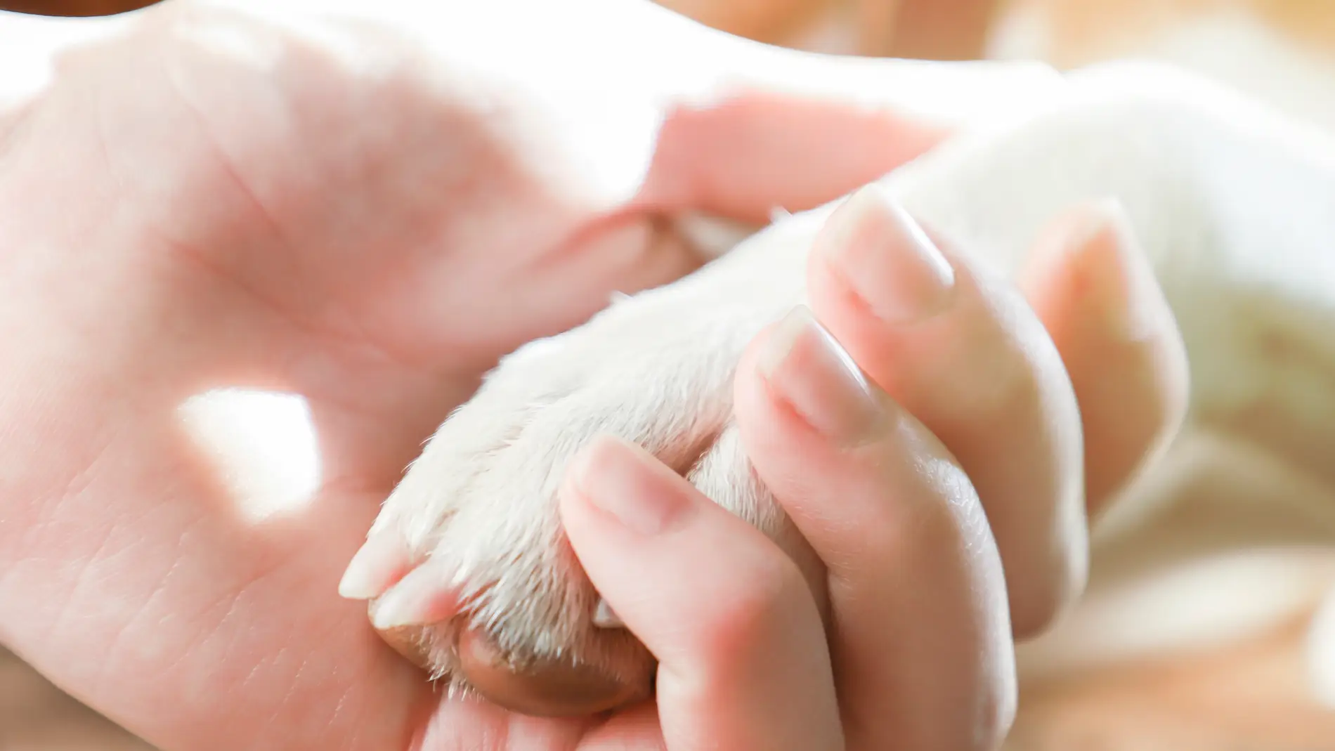 Una mano de mujer sujeta la pata de un perro