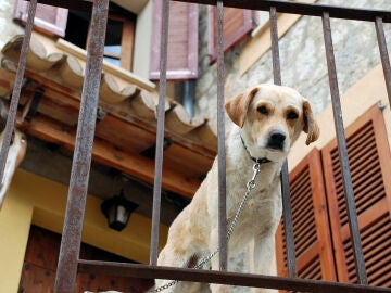 Perro en un balcón