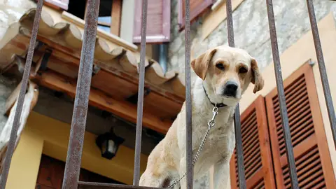 Perro en un balcón Perro en un balcón