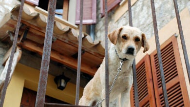 La grave sanción que conllevará dejar a tu perro o tu gato en el balcón