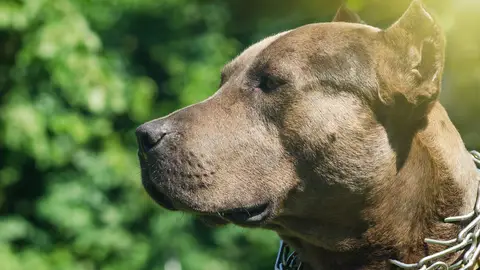 Retrato de un pit bull con collar de castigo Retrato de un pit bull con collar de castigo