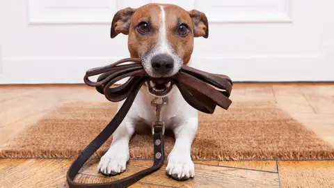 Perro listo para dar un paseo Perro listo para dar un paseo