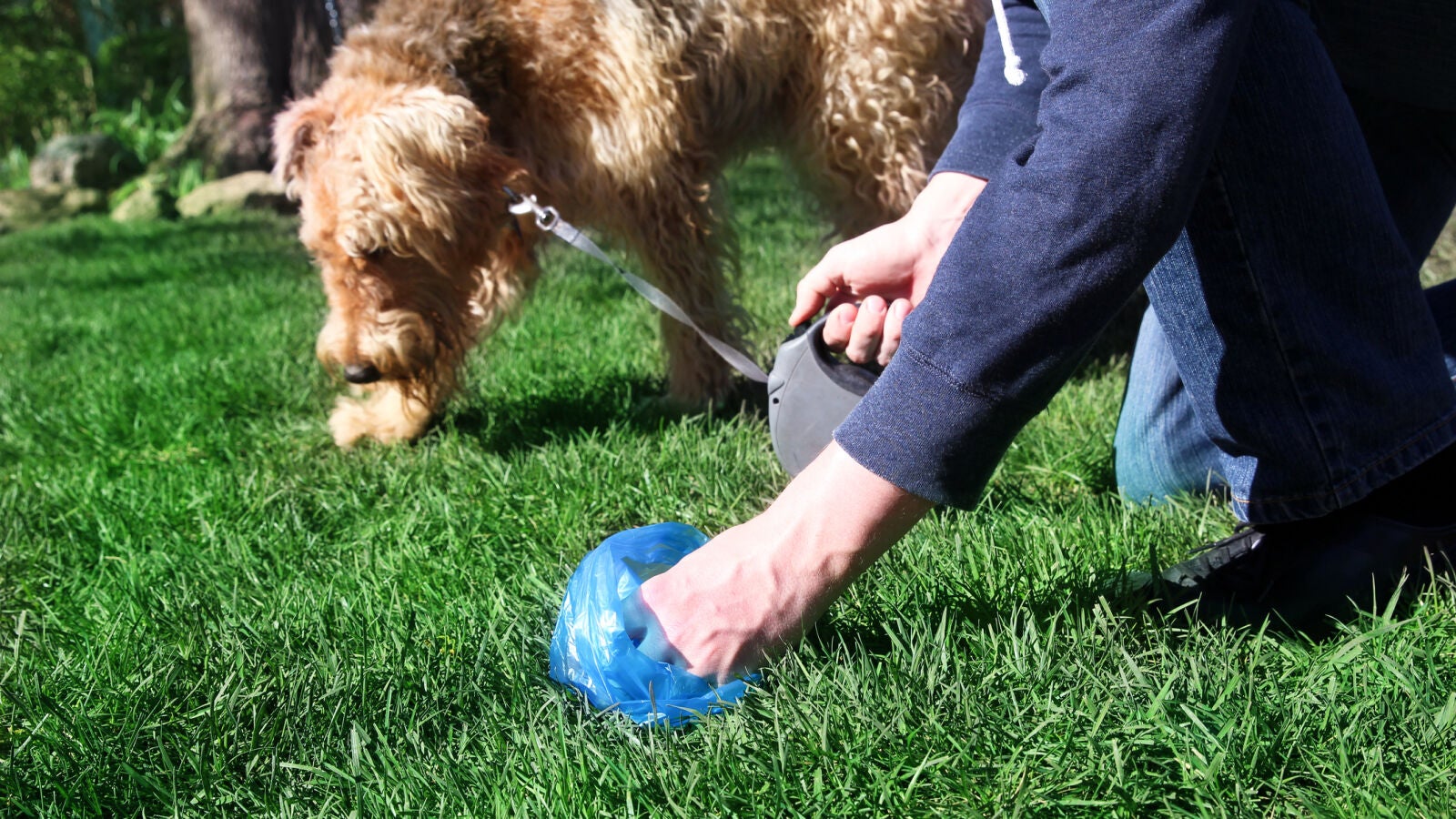 La multa que te puede caer si no recoges los excrementos de tu perro