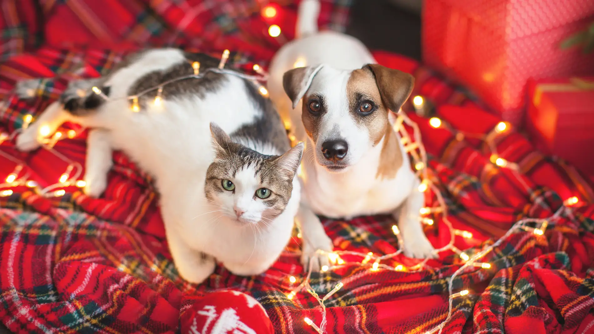 Decoraciones navideñas que pueden ser peligrosas para tus mascotas