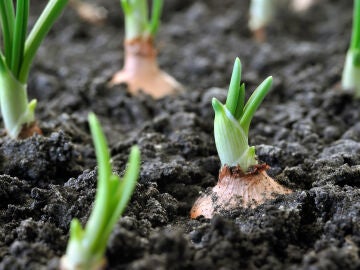 Cebollas brotando