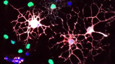 Confirman que las células del sistema inmune regeneran menos mielina con el envejecimiento