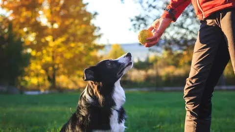 Perro jugando Perro jugando