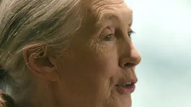 El deseo de Jane Goodall en su 90 cumpleaños