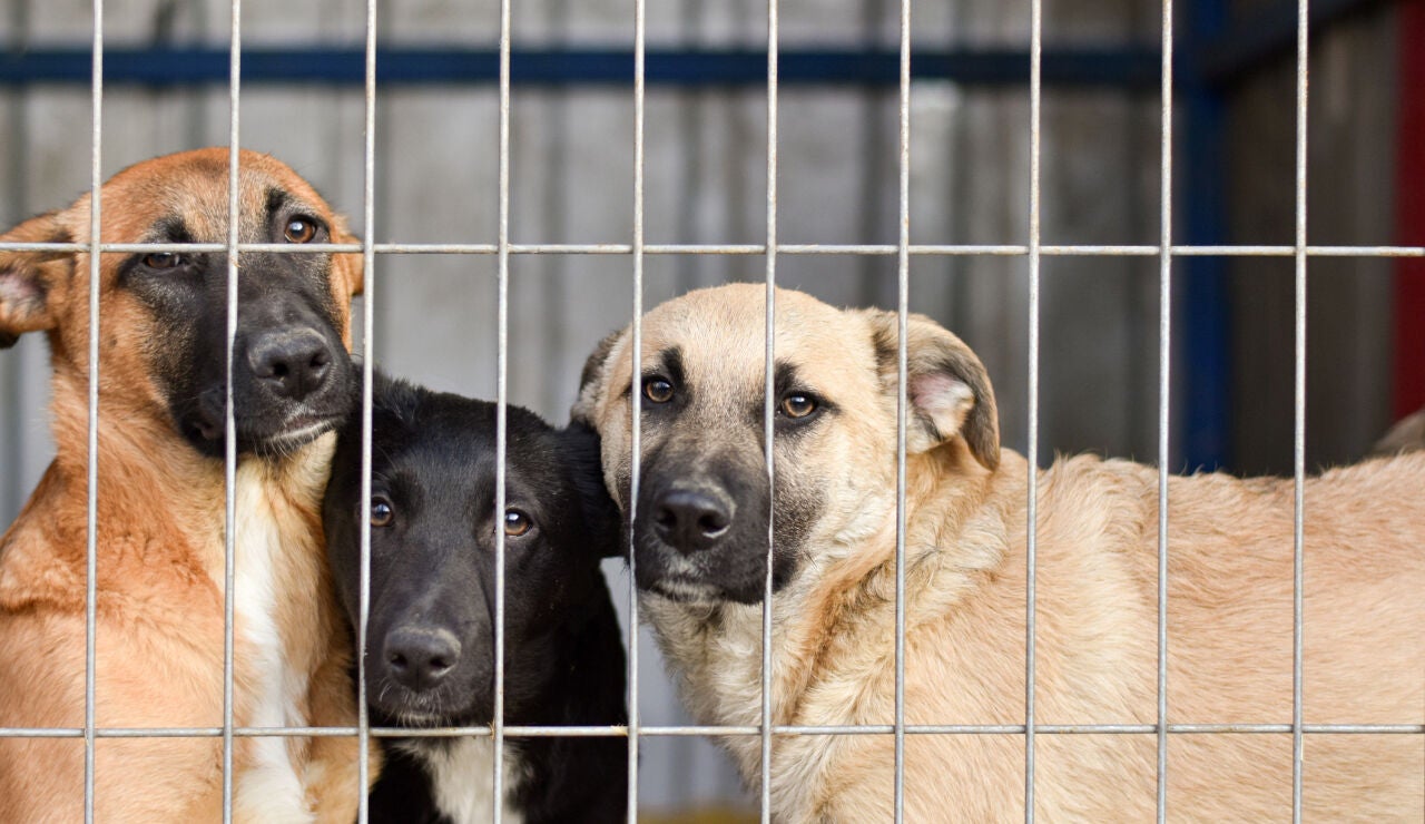Perros en una perrera