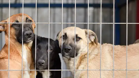 Perros en una perrera Perros en una perrera