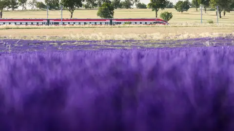 Un tren cercano a los campos de lavanda, Un tren cercano a los campos de lavanda,