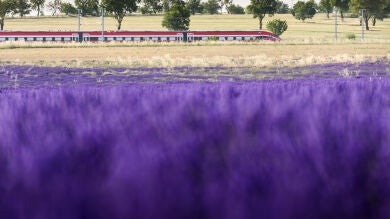 Renfe vuelve a poner en marcha el jueves el Tren de la Lavanda para conocer los campos de Brihuega en Guadalajara