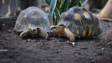 Las tortugas, un prometedor modelo para estudiar la longevidad y prevenir el cáncer