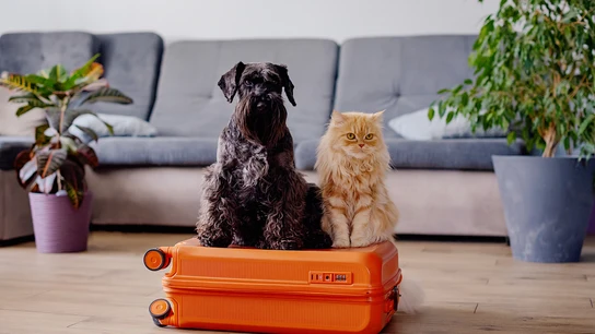 El turismo pet-friendly se consolida en España El turismo pet-friendly se consolida en España