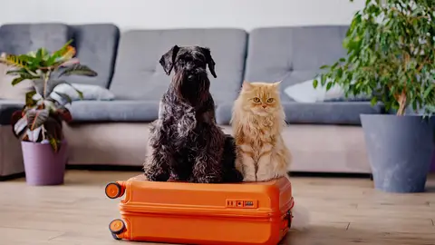 El turismo pet-friendly se consolida en España El turismo pet-friendly se consolida en España