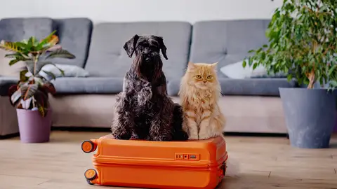 El turismo pet-friendly se consolida en España El turismo pet-friendly se consolida en España