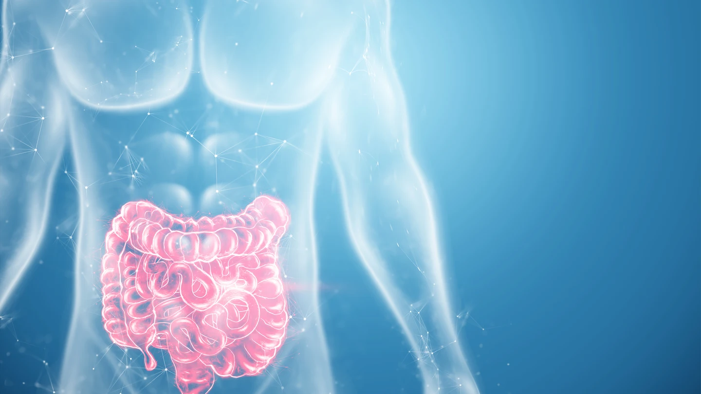 Intestino grueso Intestino grueso