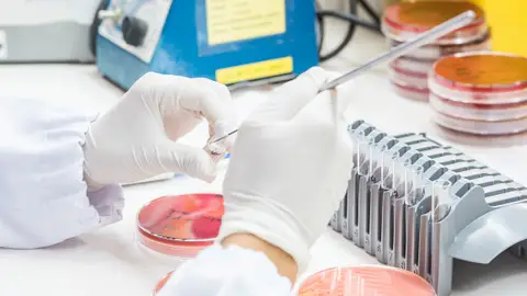 Técnicos médicos que trabajan en el cultivo bacteriano Técnicos médicos que trabajan en el cultivo bacteriano