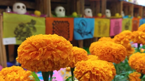 Flor de cempasúchil y altar de Día de Muertos 