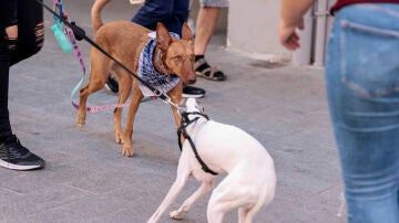 Perros reaccionando al sonido de petardos