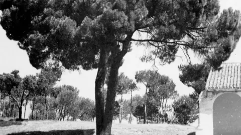 La tumba del burro Platero en la finca de Fuentepiña en 1956 La tumba del burro Platero en la finca de Fuentepiña en 1956