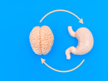 Cerebro y est&oacute;mago