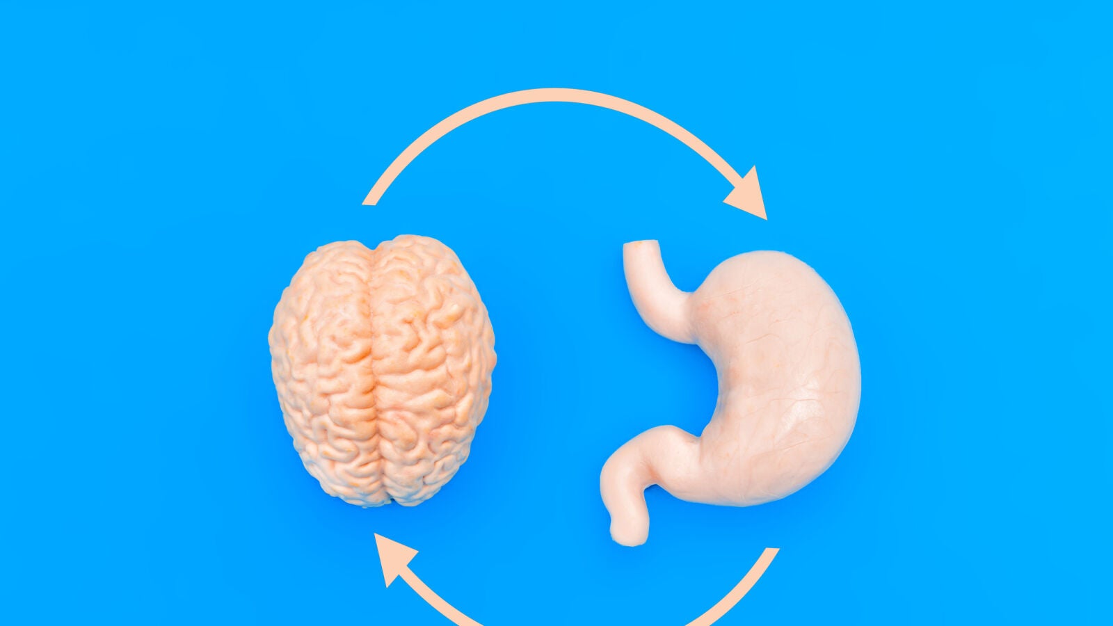 Una mala conexión entre el aparato digestivo y el cerebro daña la memoria