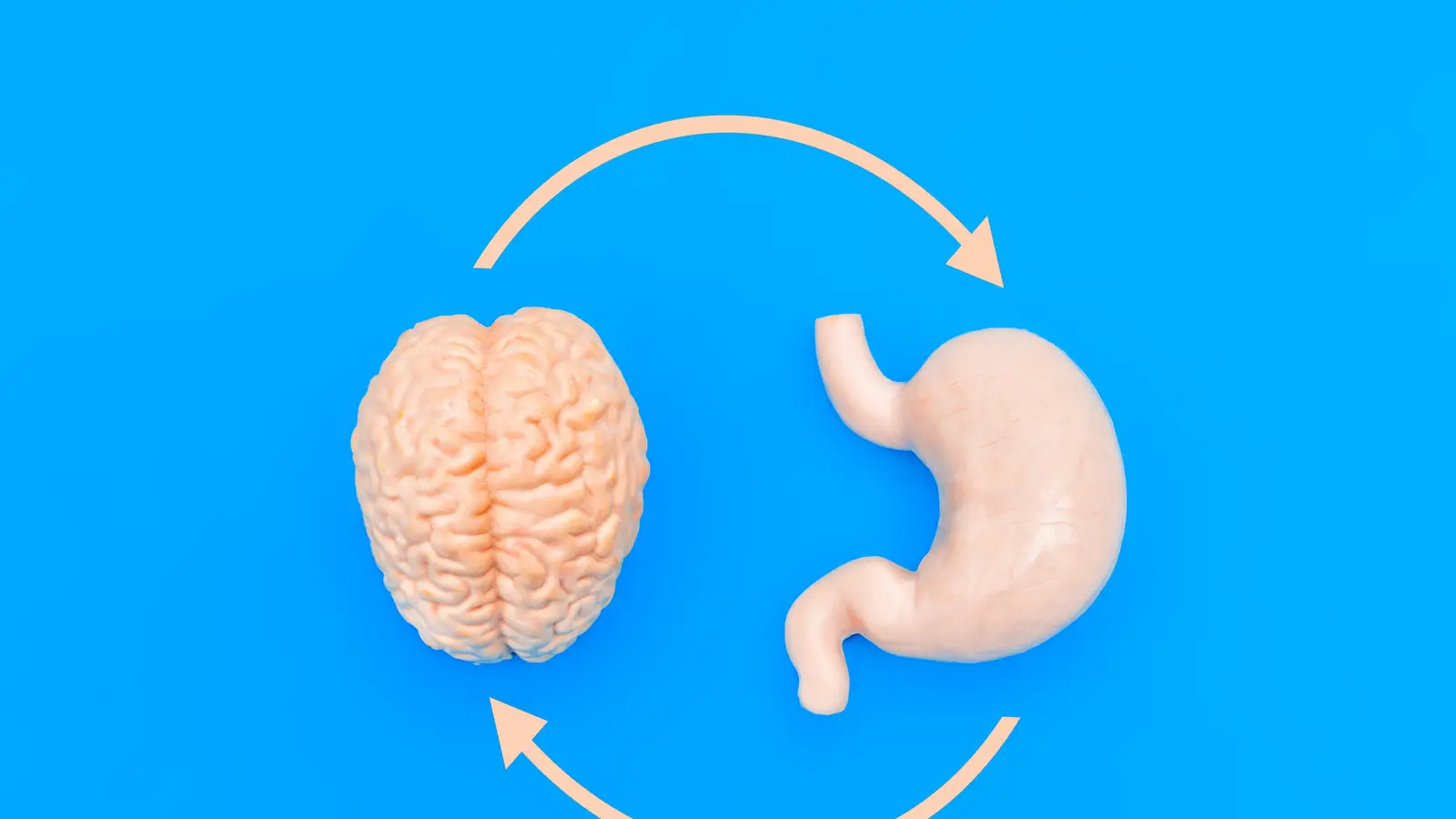 Una mala conexión entre el aparato digestivo y el cerebro daña la memoria