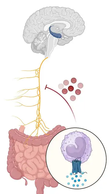 Gráfico de uno de los autores, Christoph Thaiss Gráfico de uno de los autores, Christoph Thaiss